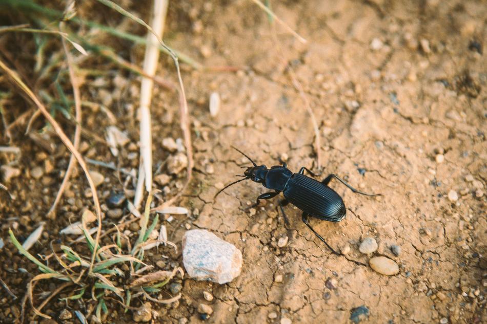 black beetle on a sandy road