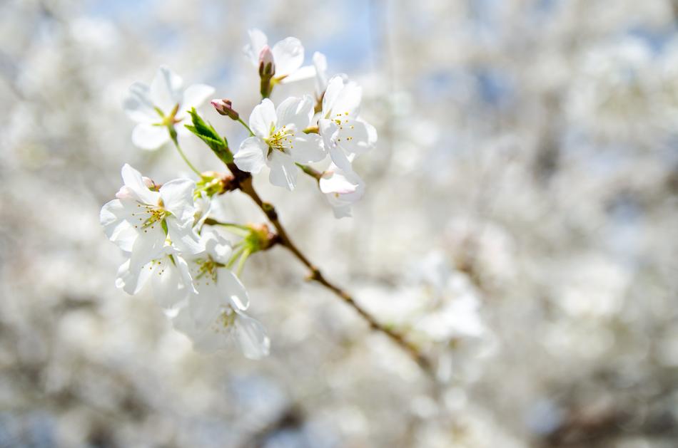 white Beautiful flowers Blooming