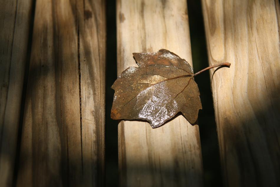 a green leaf on a wooden fence