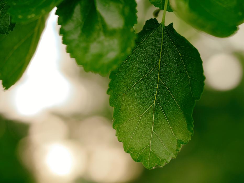 green fragrant leaves
