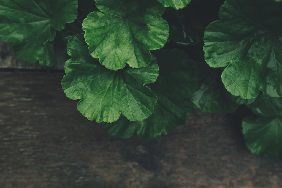 beautiful green leaves in the garden on the bush