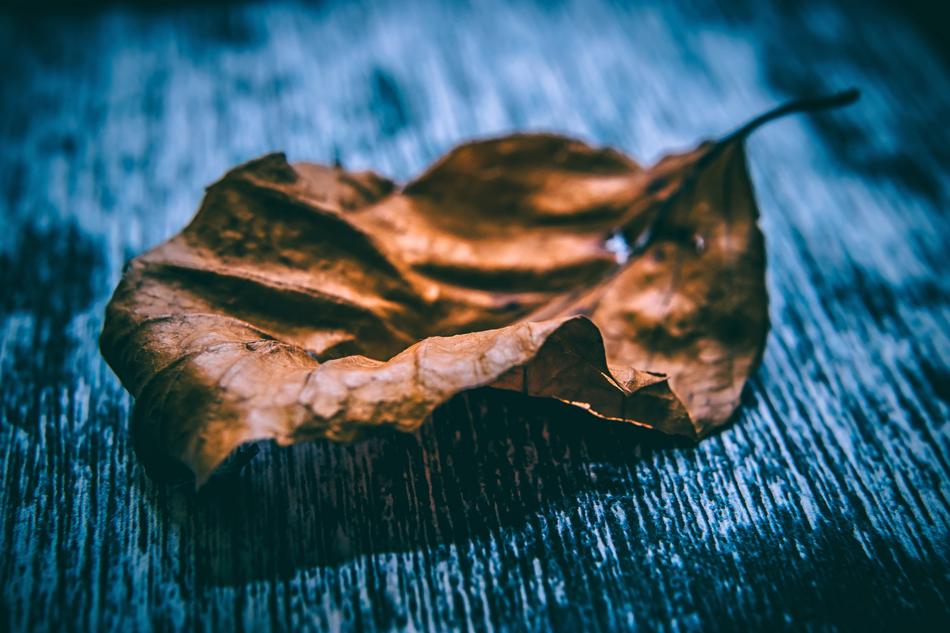 Art Autumn Leaf