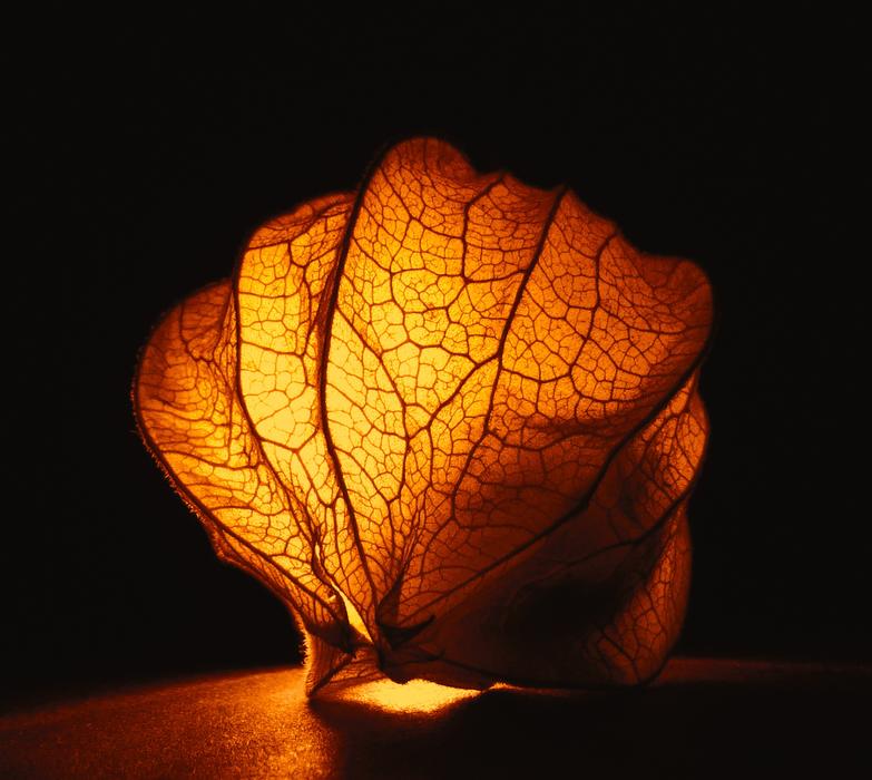 orange fruit glows