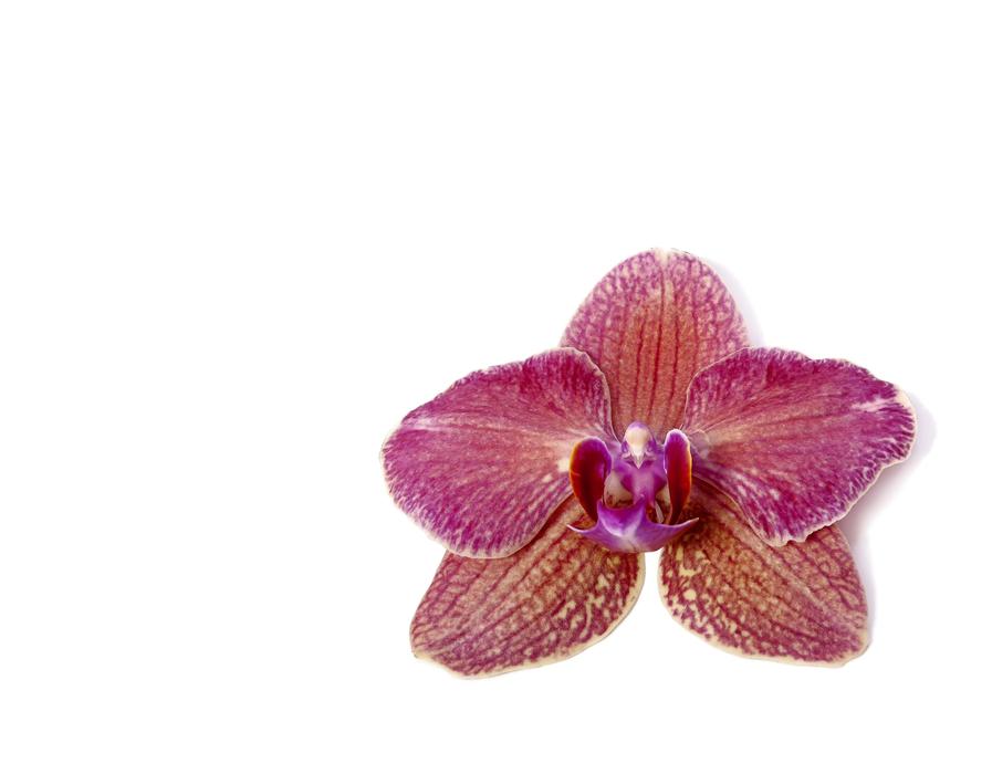 Orchid on white background
