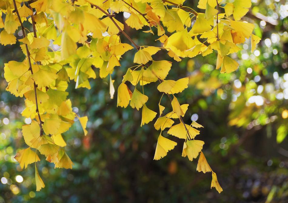 Yellow Leaves Gingko Tree