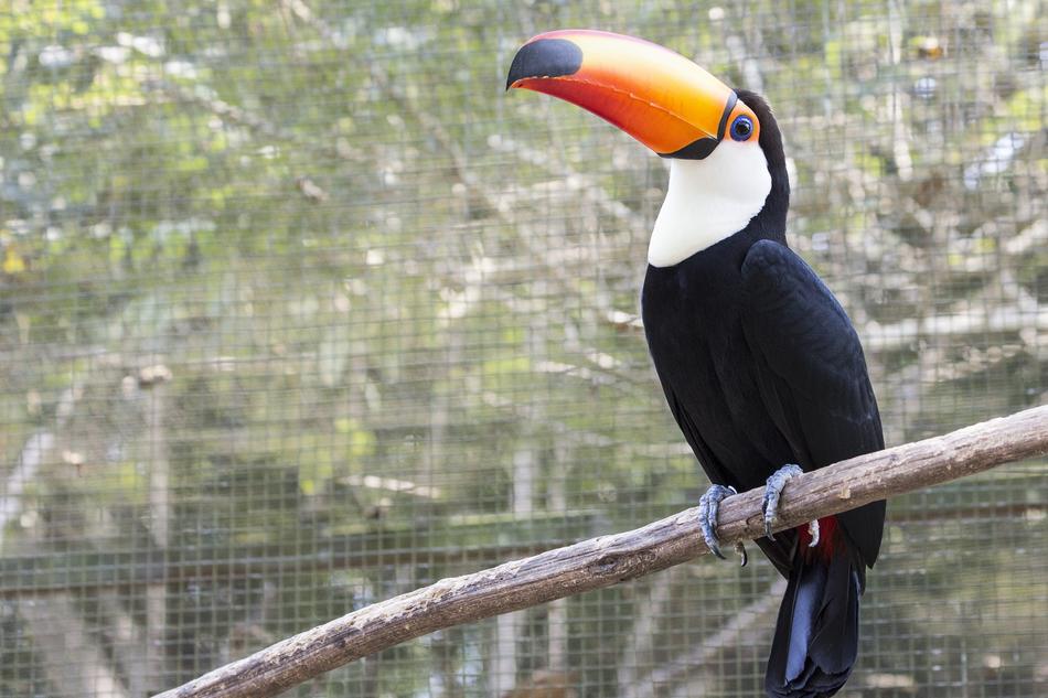 Tucano Nature Branch Long