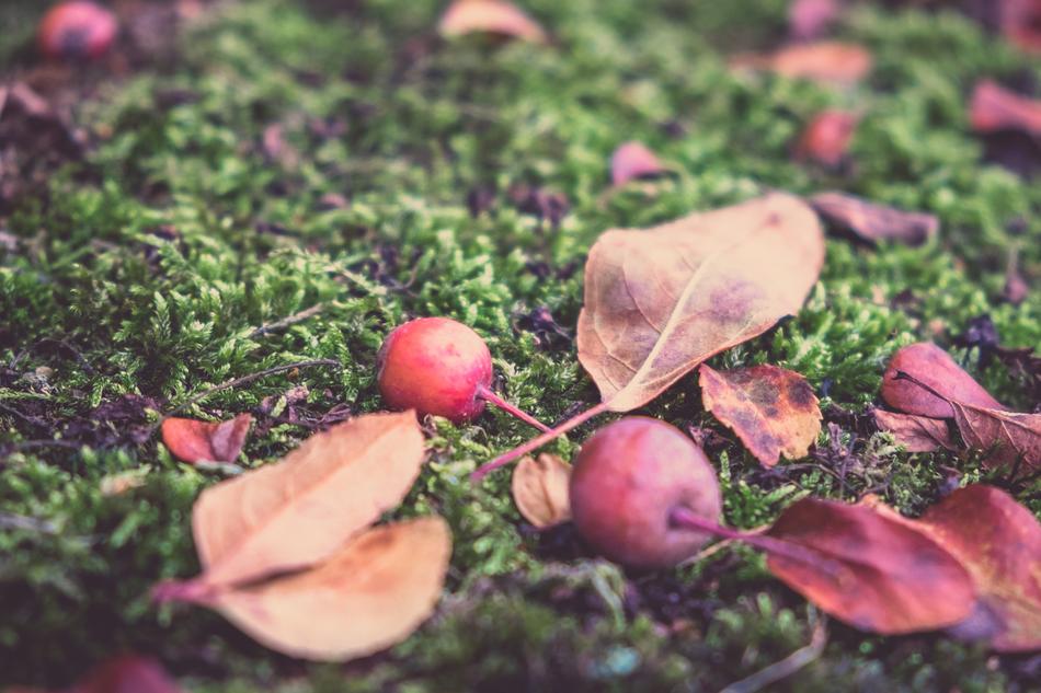 Autumn Apple Fruit