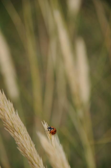 ladybug on wheat