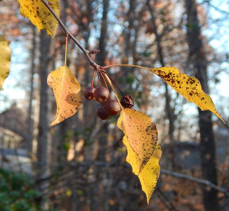 Remnant Cherries Fall Autumn