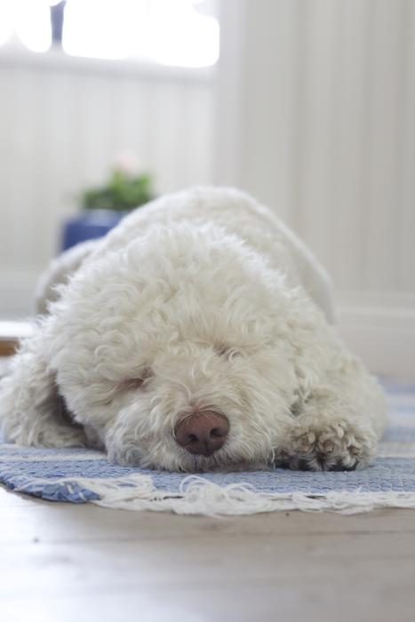 incredible dog Truffle White
