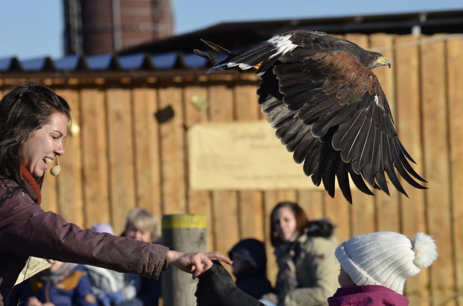tourists and bird of prey