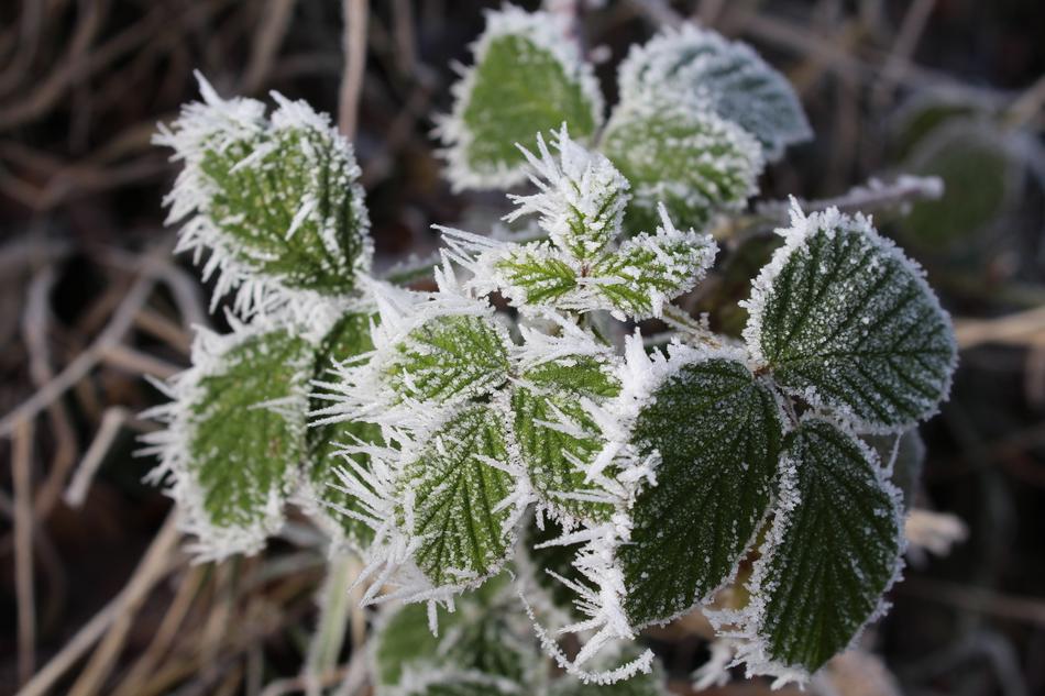Bramble Winter Cold