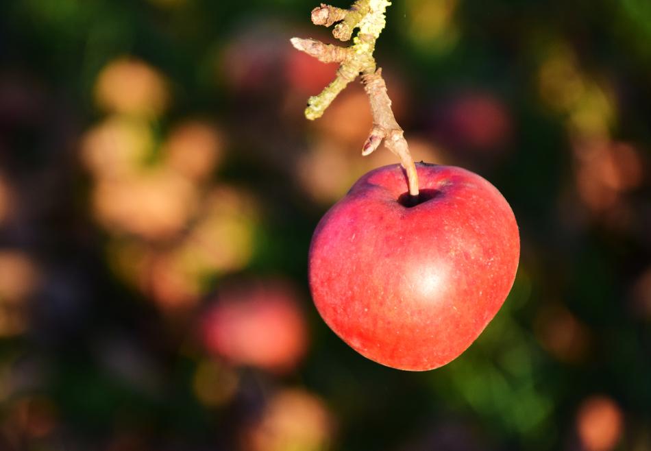 Apple Tree Fruit