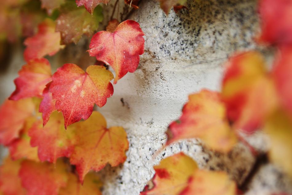 Ivy Stone Wall Nature