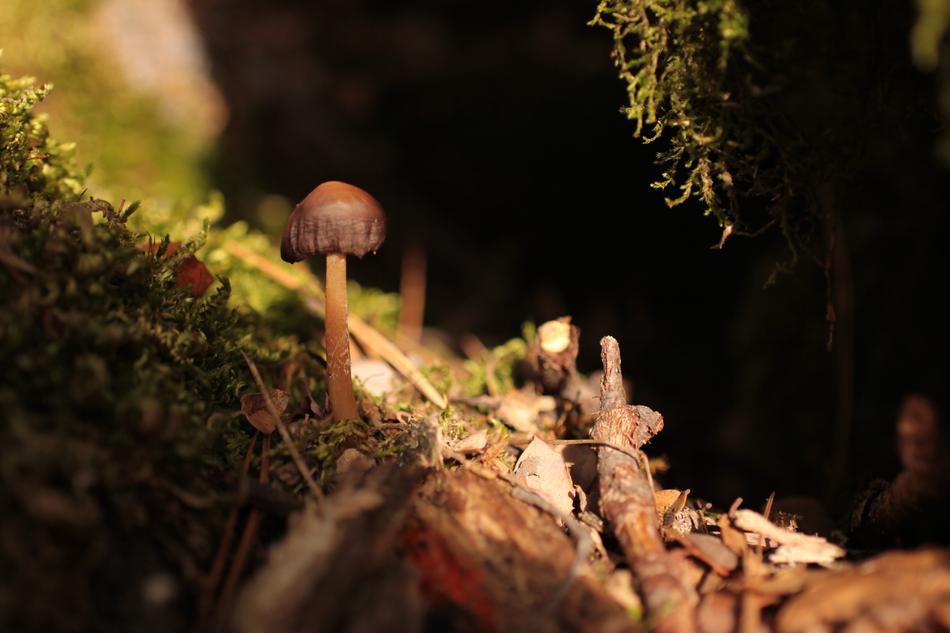 Mushroom Musk Green