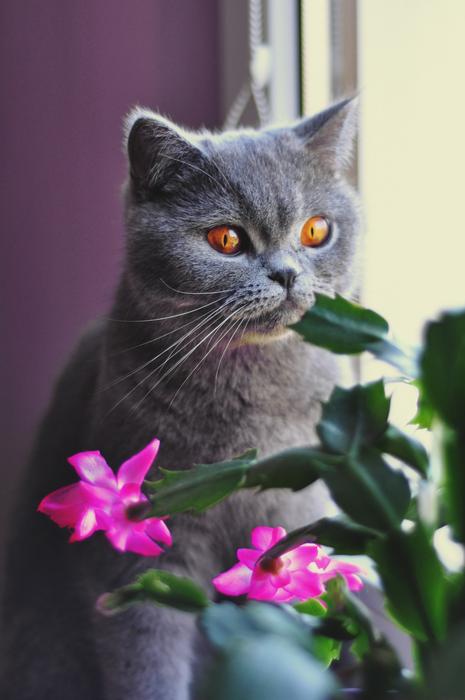 incredible Cat British Shorthair