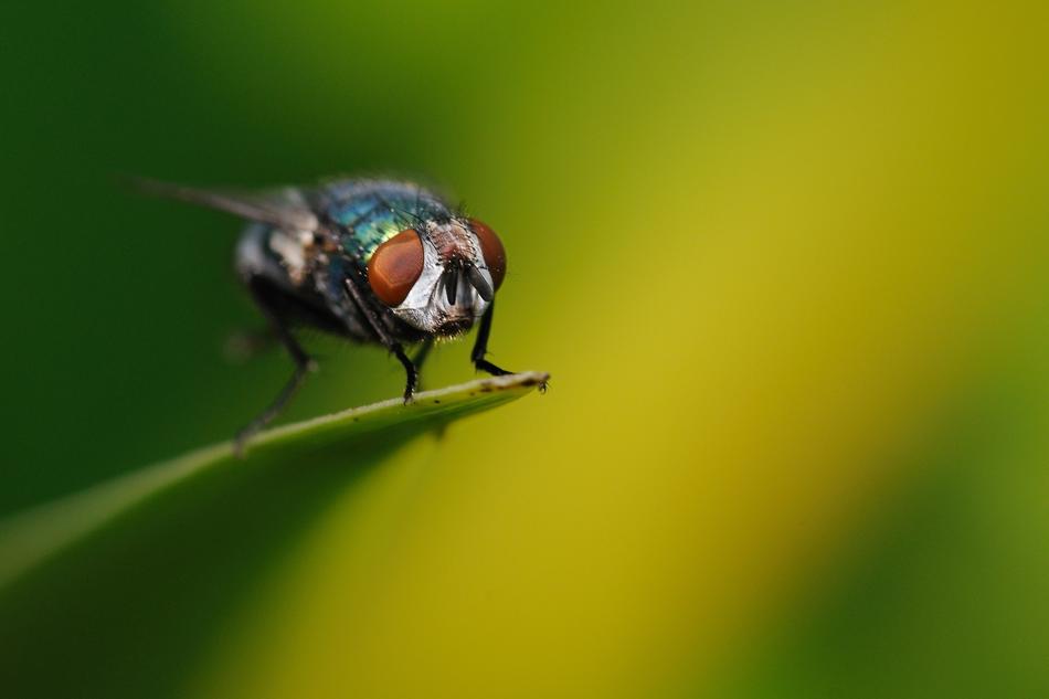 photo of a fly on a cloudy green background