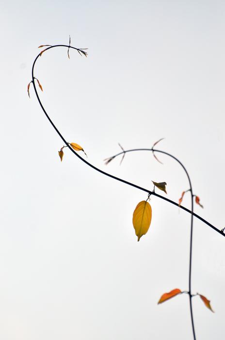wood as a wire