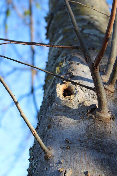 Tree Nature macro