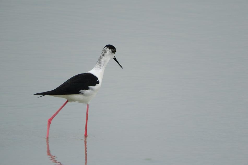 Pisila Stilt Himantopus