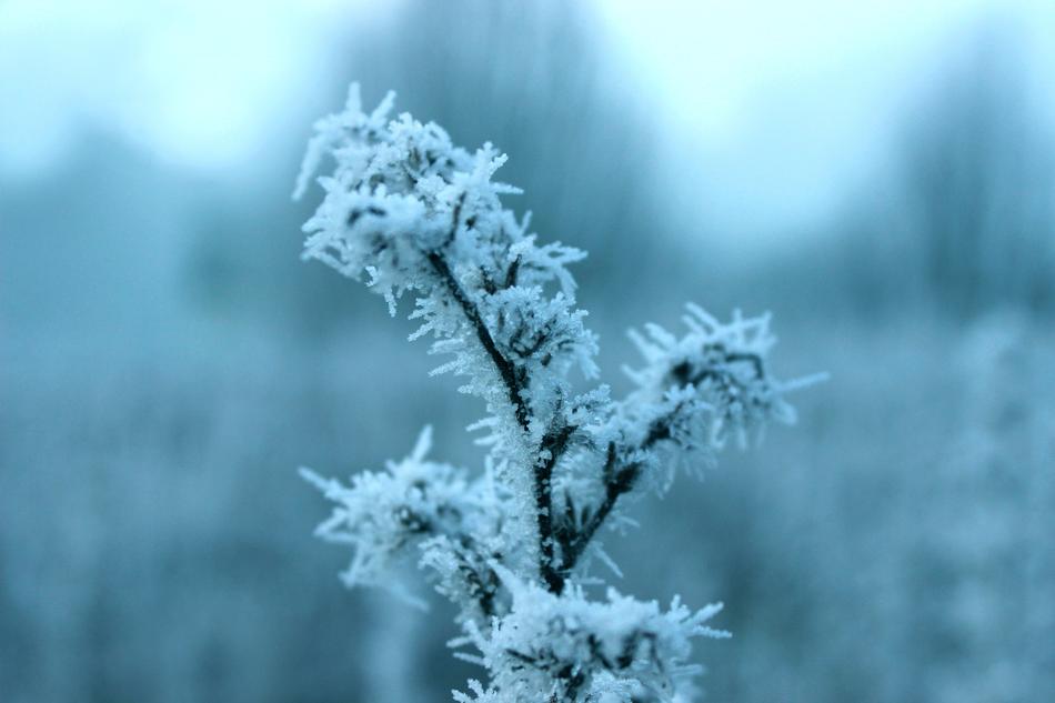 frozen branch in the snow