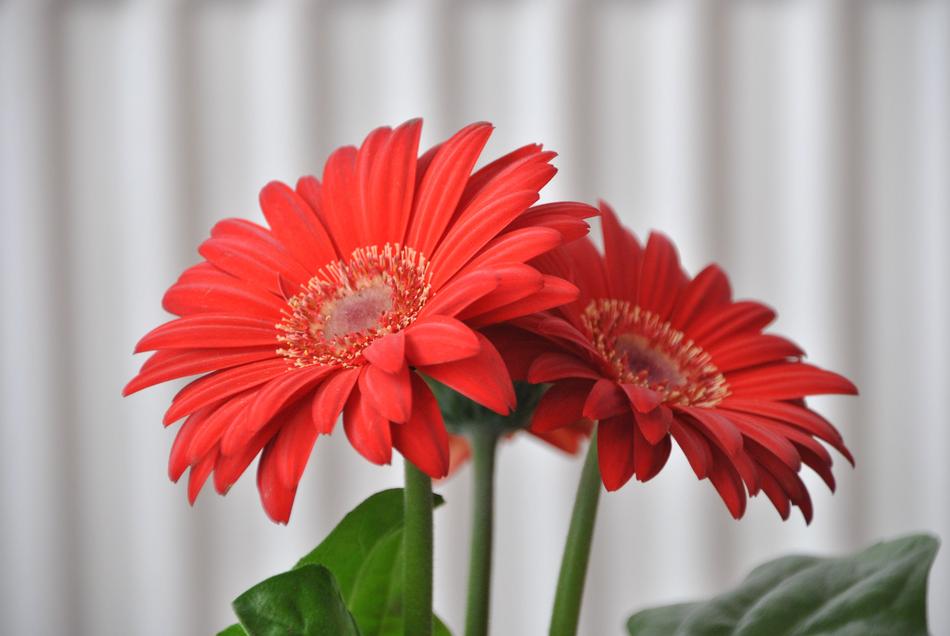Flowers Flower Gerbera