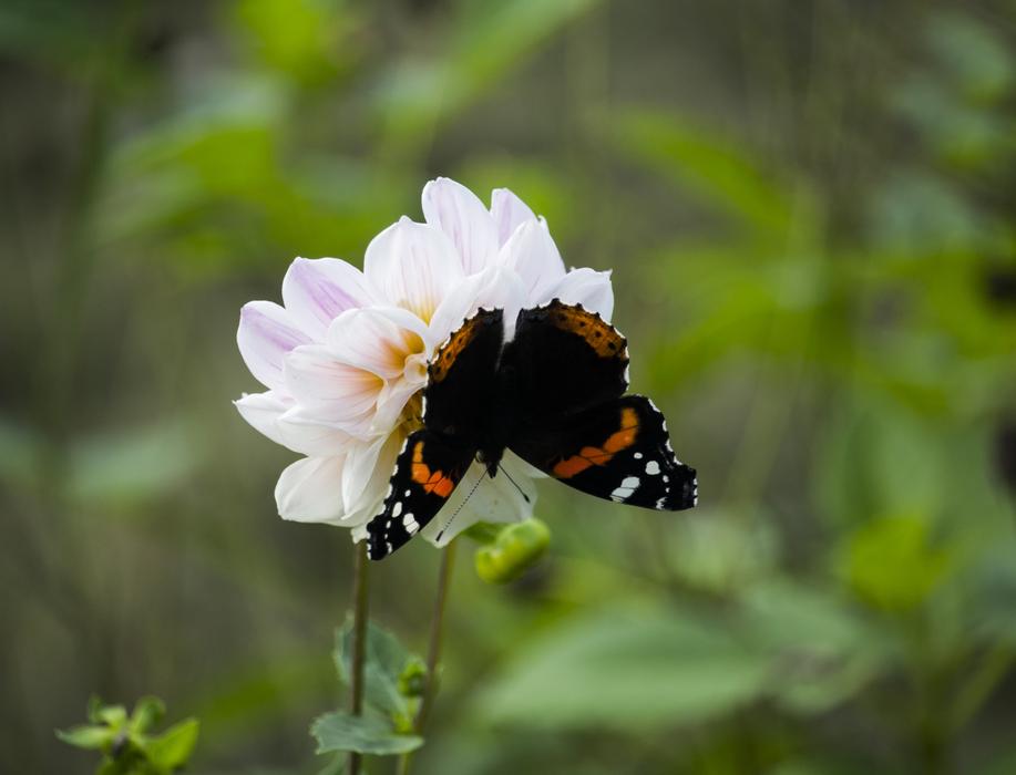 Nature Butterfly Insect