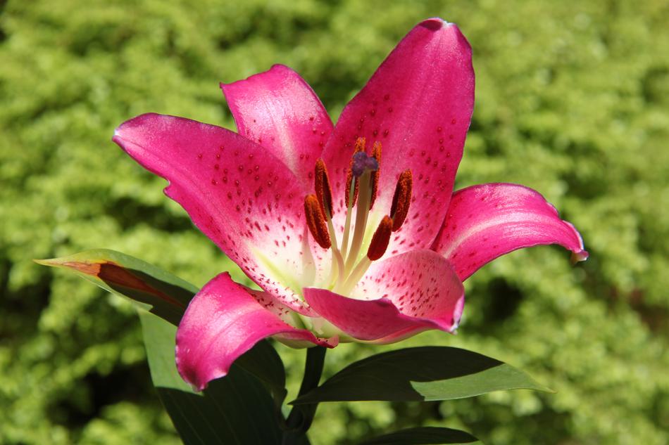 pink Lirio Flower in Spring