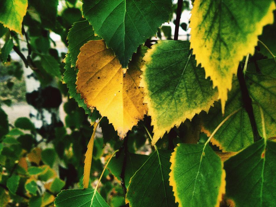 green leaves with a yellow rim