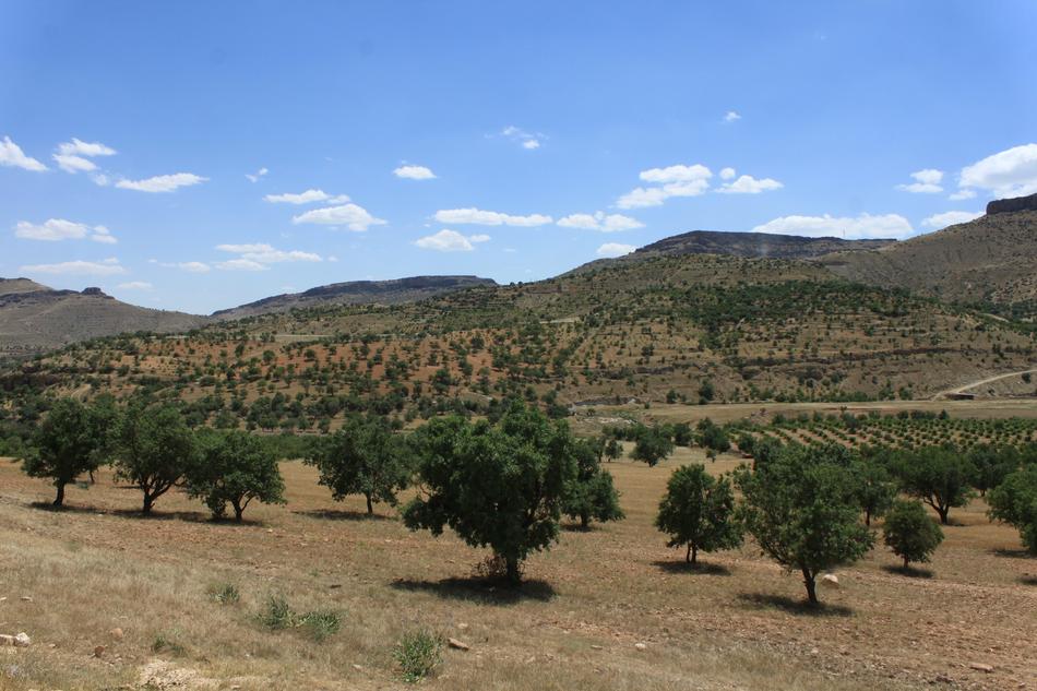 Landscape of trees in clear weather