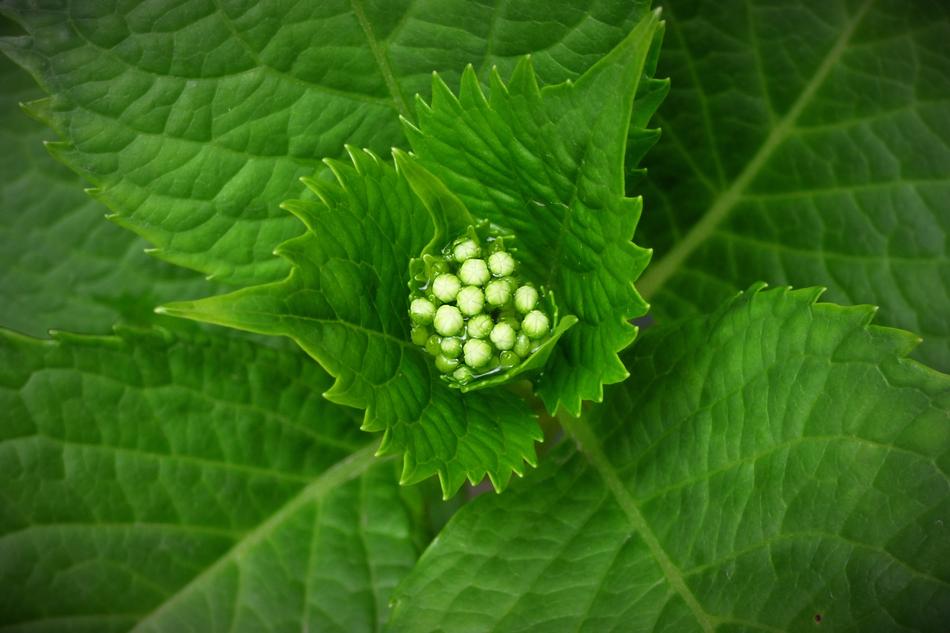 Plant Green Seeds