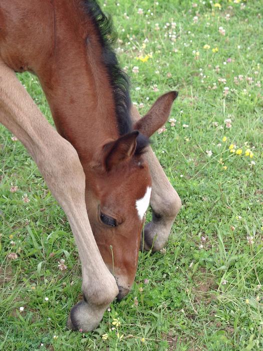 cute farm foal on the grass