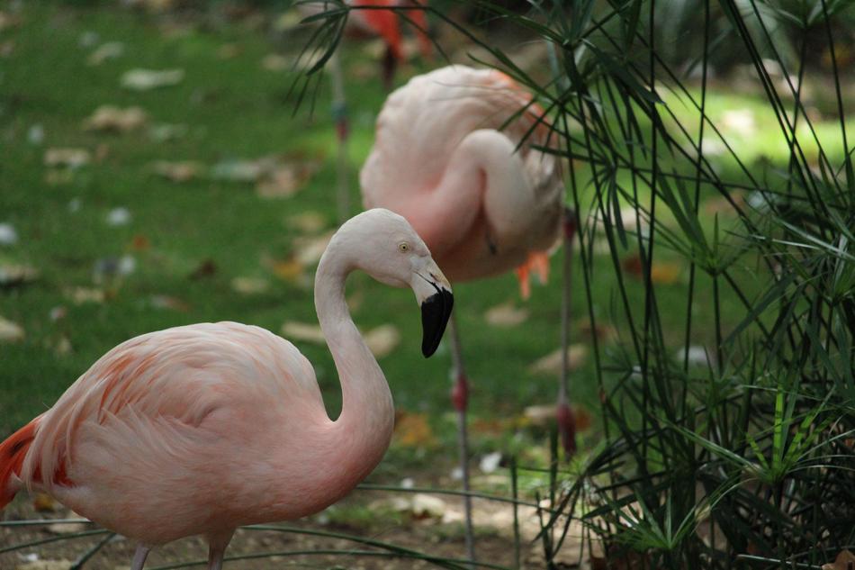pink flamingos near the lake