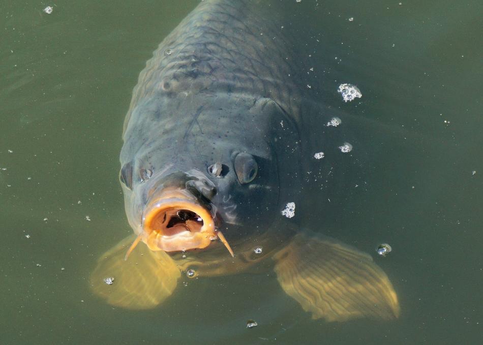 Fish on the water surface