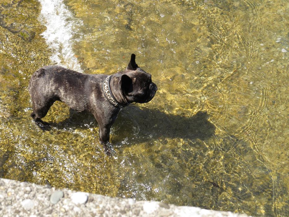 brown French bulldog is cooled in the lake