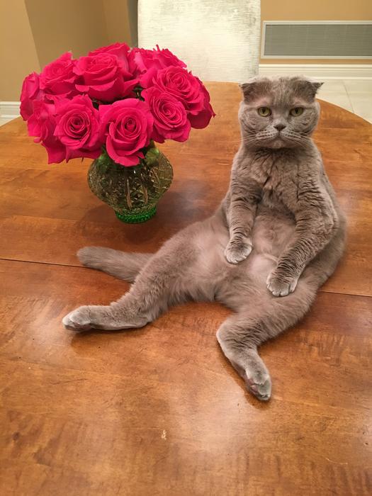 grey cat and roses' bouquet