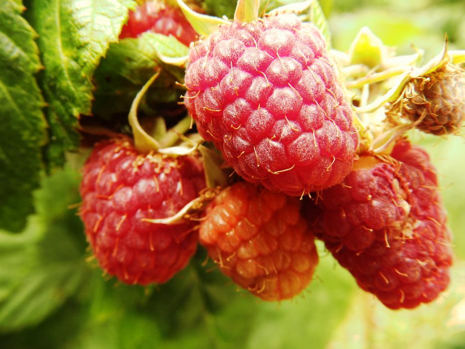 Nature Leaves Raspberries