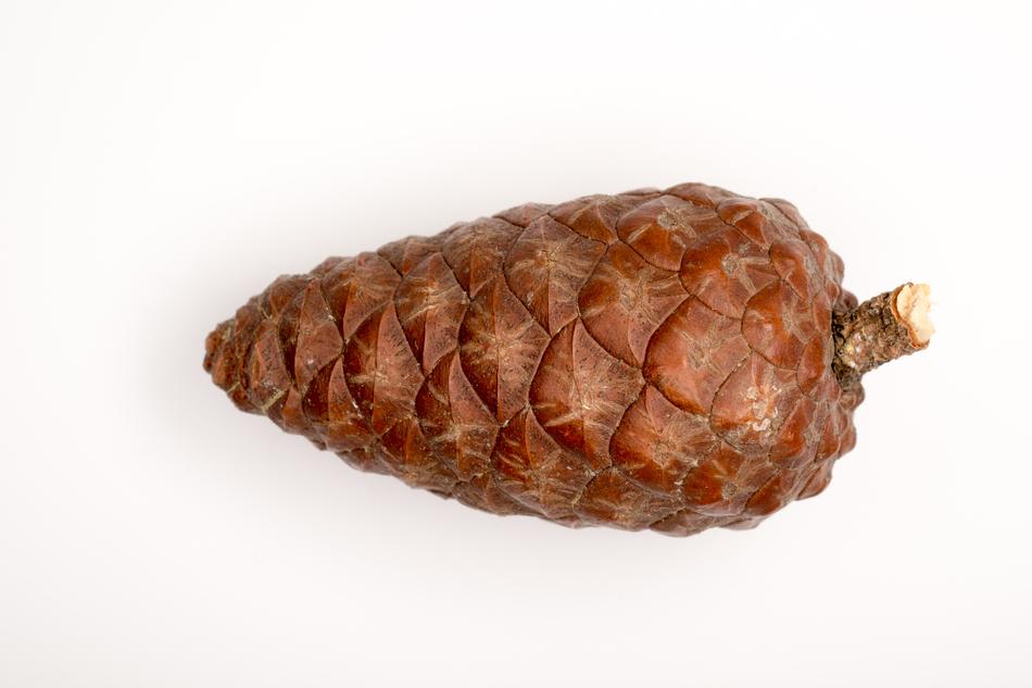 fresh forest cone