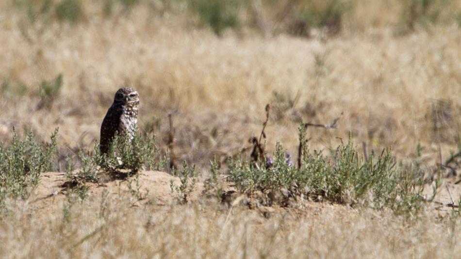 cute wild owl in the field