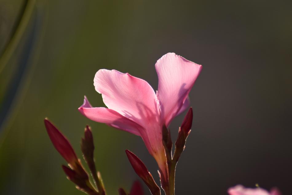 Oleander Blossom Bloom