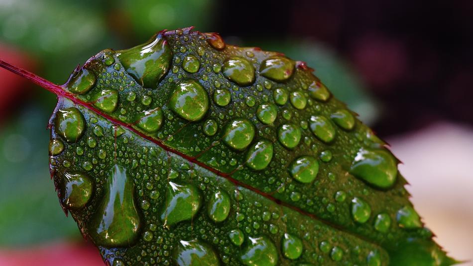 large drops of dew on the leaves