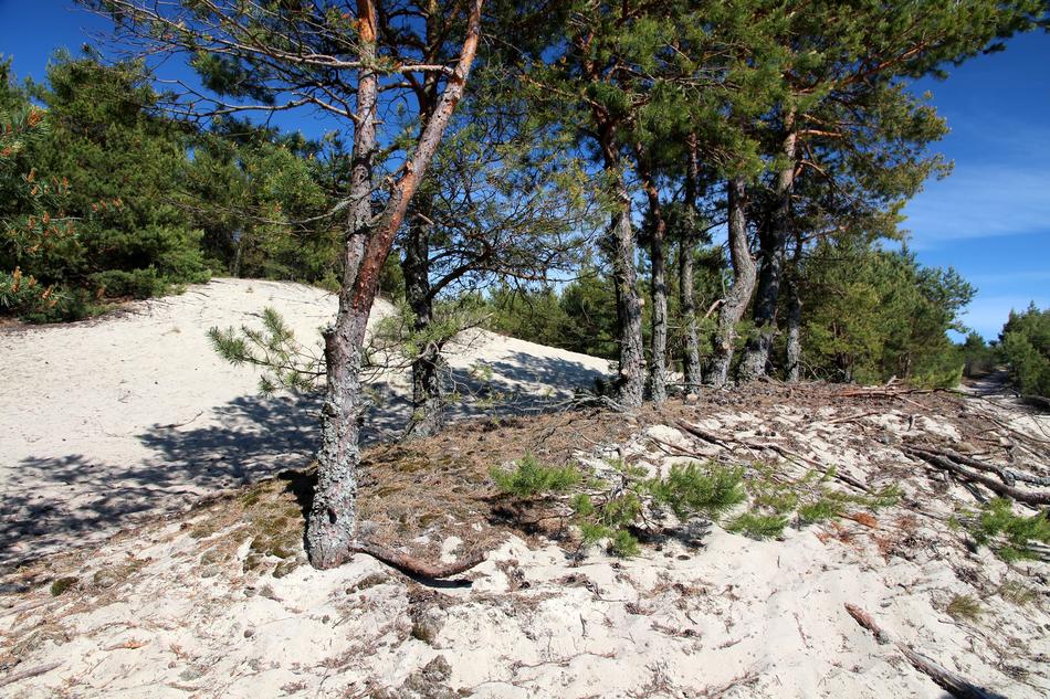Pine Forest on Sand beach