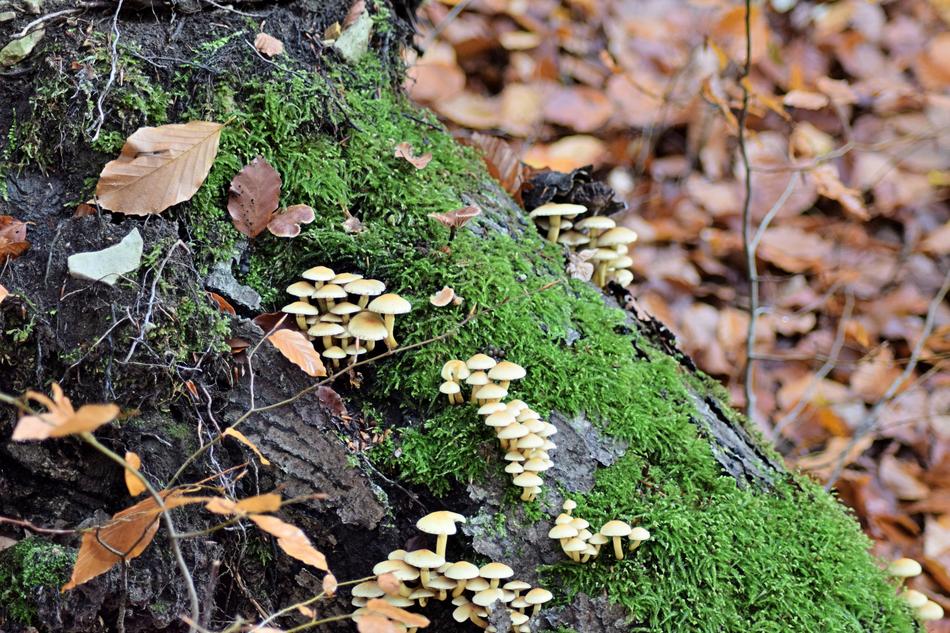 Fall Foliage Mushroom Toxic