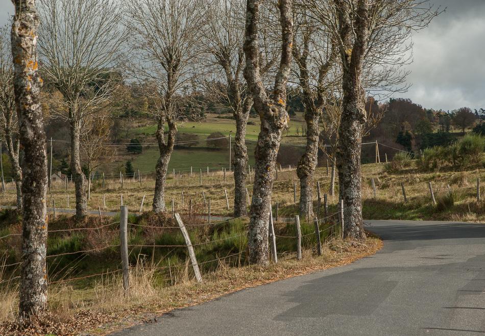 Field Road Oak trees