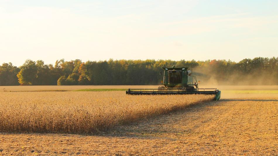 wheat field with a car