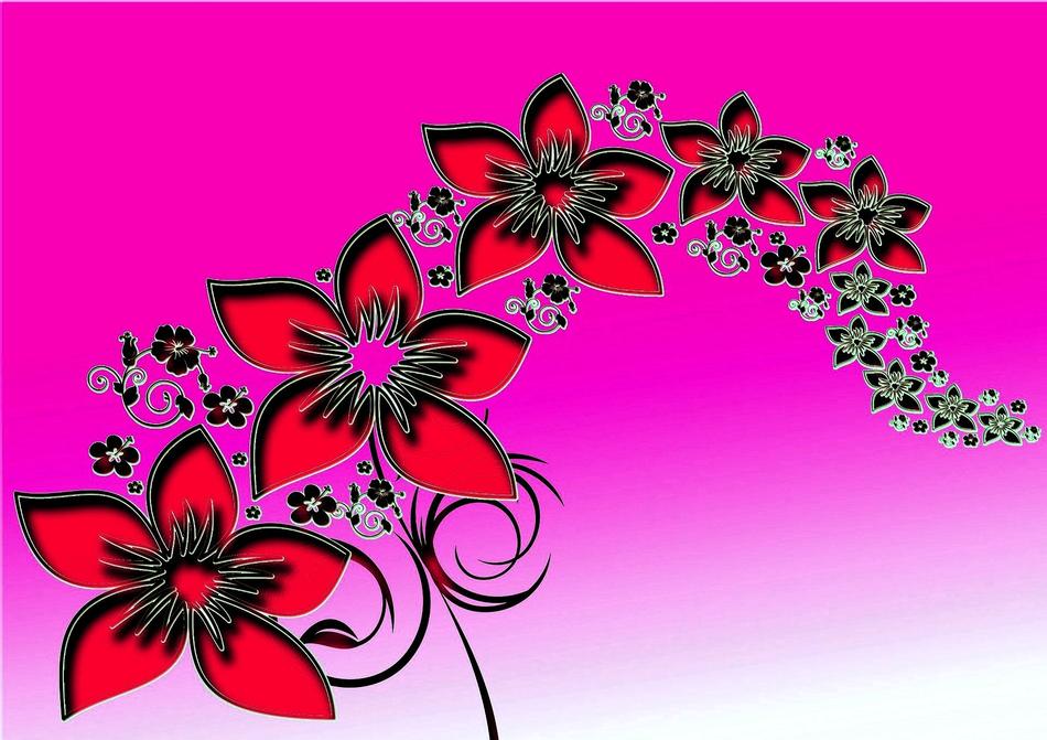 flowers beauty red pink background