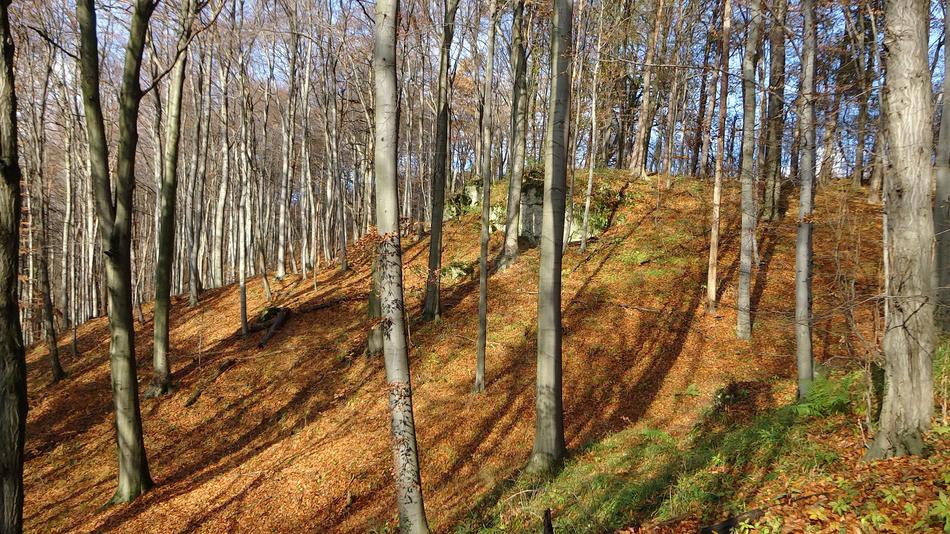 Forest Autumn Gold