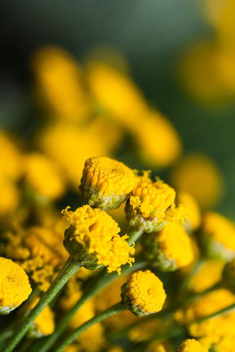Flowers Summer Yellow