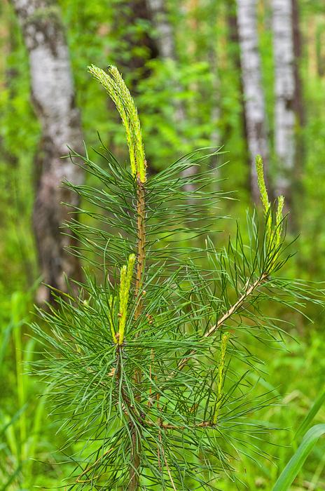 new Pine tree in Forest at spring