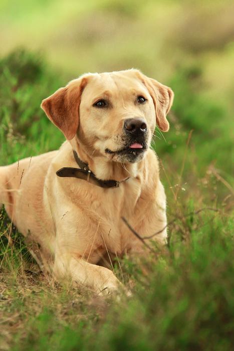 gorgeous Labrador Dog